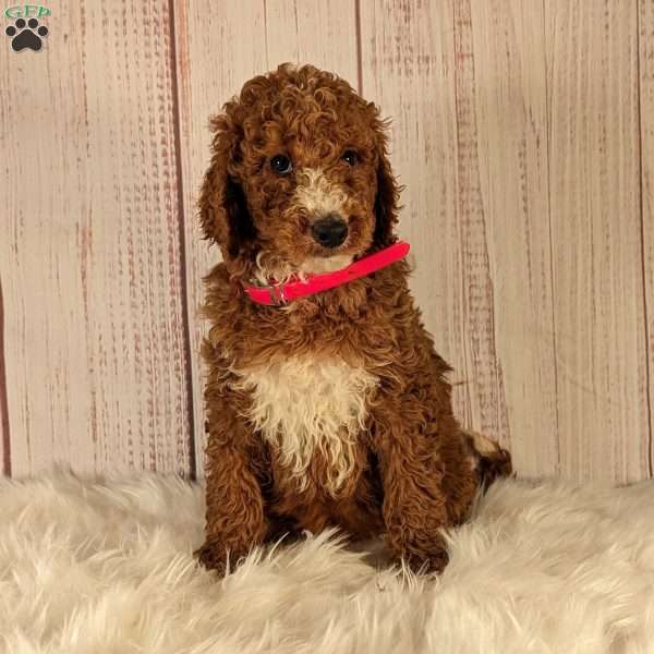 Daisy F1B, Goldendoodle Puppy